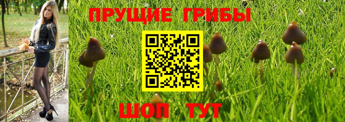 Новокубанск  Псилоцибиновые грибы мицелий  Вход с VPN  Псилоцибиновые грибы мицелий 